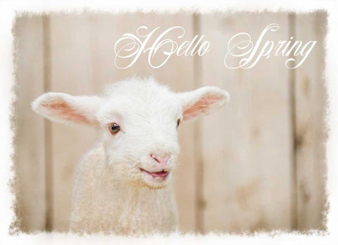Hello Spring Lamb White Modern Wood Framed Art Print with Double Matting by Murdock, Ramona