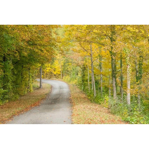 Fall Path Black Modern Wood Framed Art Print with Double Matting by Murdock, Ramona