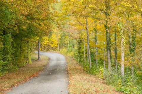 Fall Path White Modern Wood Framed Art Print with Double Matting by Murdock, Ramona