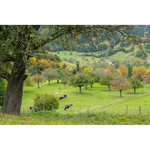 Peaceful Pasture White Modern Wood Framed Art Print by Murdock, Ramona