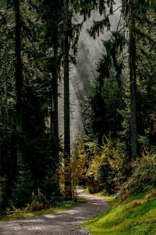 Light in the Forest Black Ornate Wood Framed Art Print with Double Matting by Murdock, Ramona