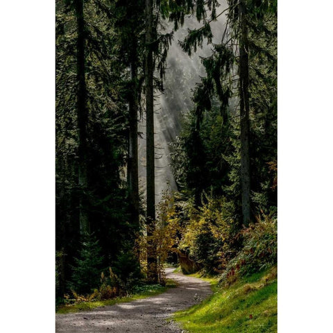 Light in the Forest Black Modern Wood Framed Art Print by Murdock, Ramona