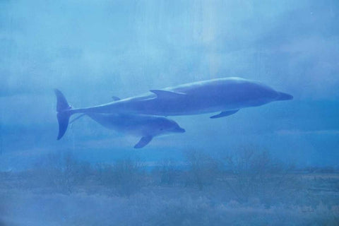 Dolphin and Baby Adventure White Modern Wood Framed Art Print with Double Matting by Murdock, Ramona