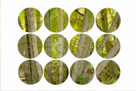 Bamboo Circles Black Ornate Wood Framed Art Print with Double Matting by Murdock, Ramona