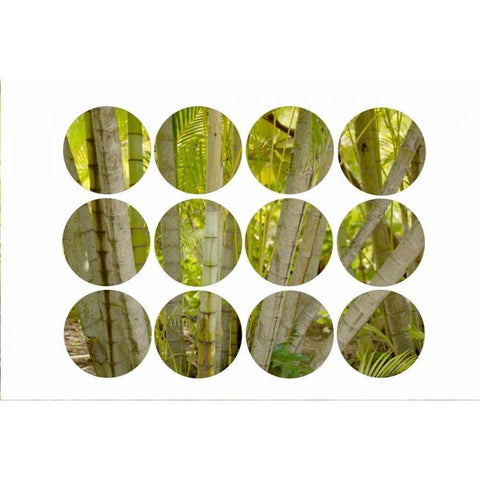 Bamboo Circles Black Modern Wood Framed Art Print by Murdock, Ramona