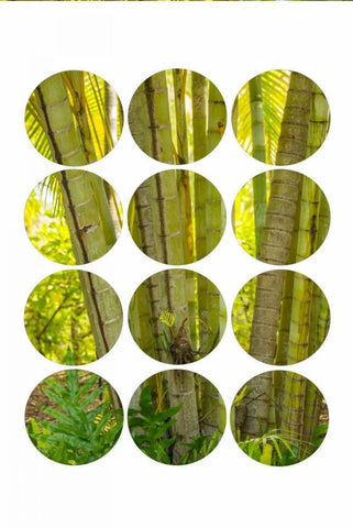 Bamboo Trees White Modern Wood Framed Art Print with Double Matting by Murdock, Ramona