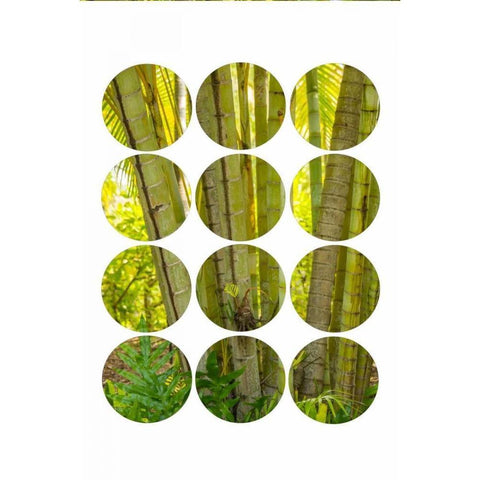 Bamboo Trees Black Modern Wood Framed Art Print by Murdock, Ramona