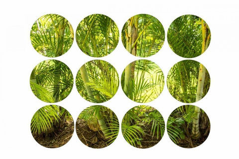 Palm Trees Black Ornate Wood Framed Art Print with Double Matting by Murdock, Ramona