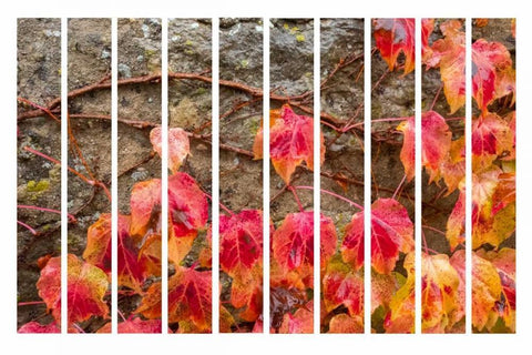 Fall Leaves White Modern Wood Framed Art Print with Double Matting by Murdock, Ramona