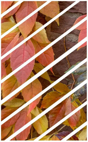 Ivy Leaves White Modern Wood Framed Art Print with Double Matting by Murdock, Ramona