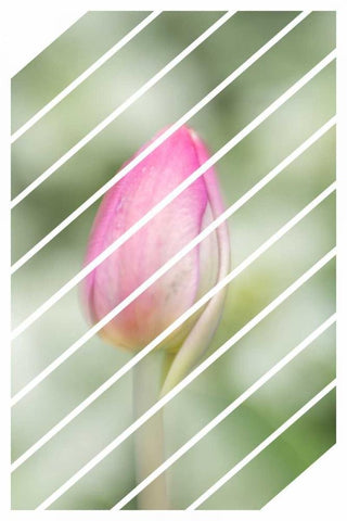 Spring Tulip White Modern Wood Framed Art Print with Double Matting by Murdock, Ramona
