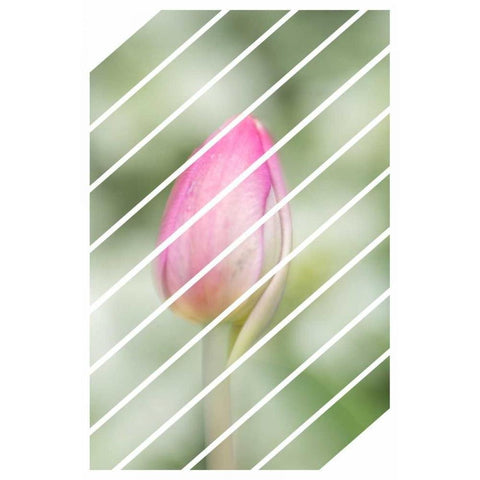 Spring Tulip Black Modern Wood Framed Art Print by Murdock, Ramona