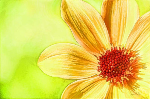 Daisy Glow White Modern Wood Framed Art Print with Double Matting by Murdock, Ramona