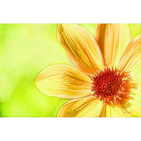 Daisy Glow Black Modern Wood Framed Art Print by Murdock, Ramona