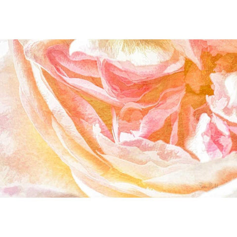 Close-up Rose White Modern Wood Framed Art Print by Murdock, Ramona