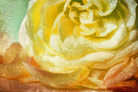 Many Petals Black Ornate Wood Framed Art Print with Double Matting by Murdock, Ramona