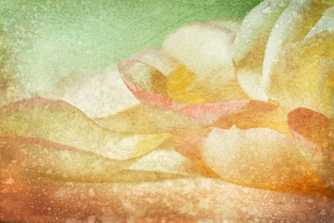 Petals Galore White Modern Wood Framed Art Print with Double Matting by Murdock, Ramona