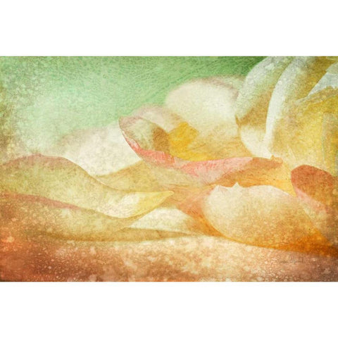 Petals Galore White Modern Wood Framed Art Print by Murdock, Ramona