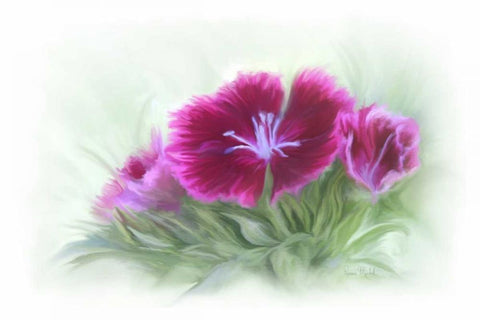 Bachelor Buttons III White Modern Wood Framed Art Print with Double Matting by Murdock, Ramona