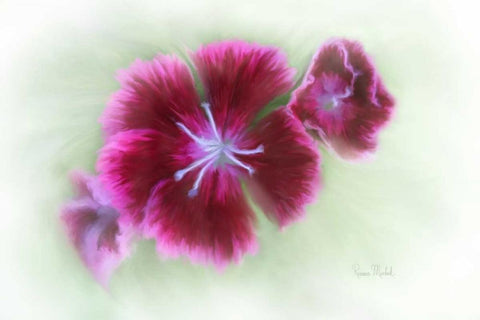 Bachelor Buttons II Black Ornate Wood Framed Art Print with Double Matting by Murdock, Ramona