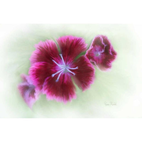 Bachelor Buttons II Black Modern Wood Framed Art Print by Murdock, Ramona