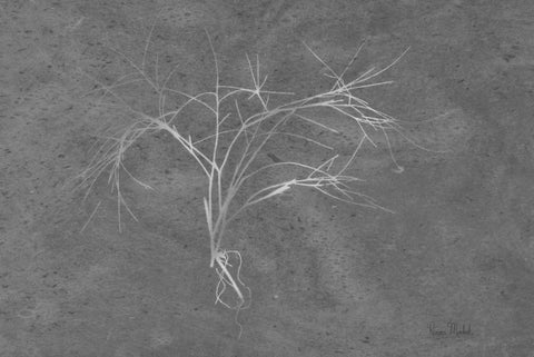 Twiggy Algae Silver on Black White Modern Wood Framed Art Print with Double Matting by Murdock, Ramona