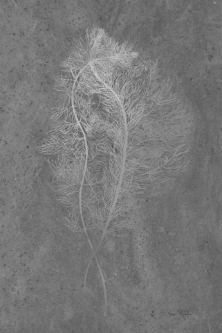 Fern Algae Silver on Black Black Ornate Wood Framed Art Print with Double Matting by Murdock, Ramona