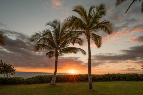 Sunset Palms White Modern Wood Framed Art Print with Double Matting by Murdock, Ramona