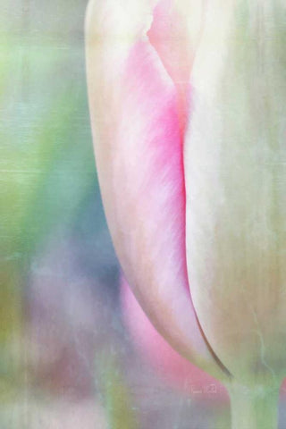 Spring Beauty II Black Ornate Wood Framed Art Print with Double Matting by Murdock, Ramona