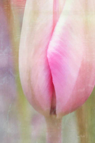 Spring Beauty III Black Ornate Wood Framed Art Print with Double Matting by Murdock, Ramona