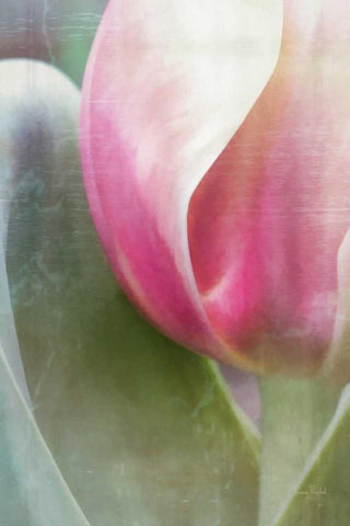 Spring Beauty IV White Modern Wood Framed Art Print with Double Matting by Murdock, Ramona