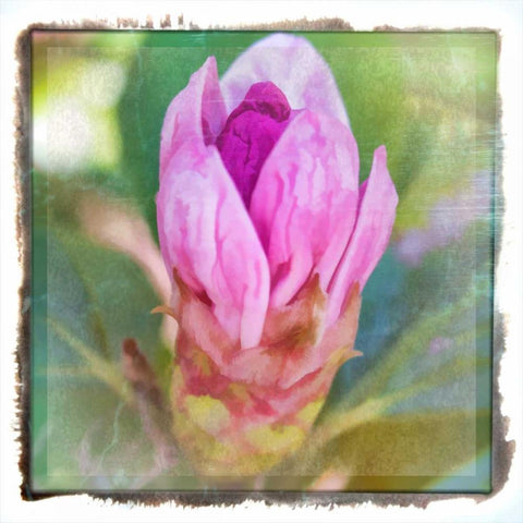 Spring Bud Black Modern Wood Framed Art Print with Double Matting by Murdock, Ramona
