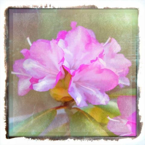 Full Blossom Gold Ornate Wood Framed Art Print with Double Matting by Murdock, Ramona