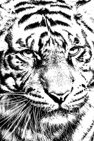 Kitty Kitty White Modern Wood Framed Art Print with Double Matting by Murdock, Ramona