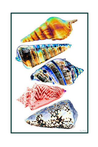 Seashell Collection II White Modern Wood Framed Art Print with Double Matting by Murdock, Ramona