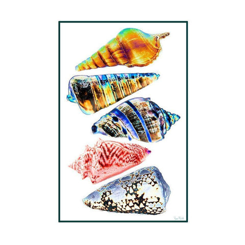 Seashell Collection II Black Modern Wood Framed Art Print by Murdock, Ramona