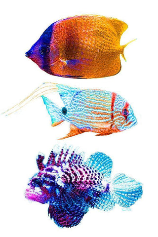 Fish Trio White Modern Wood Framed Art Print with Double Matting by Murdock, Ramona