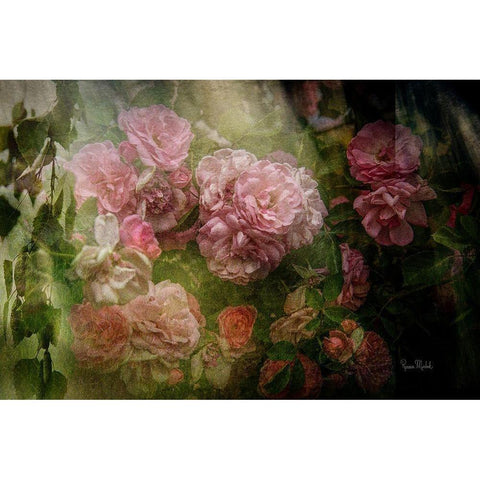 Evening Light on Roses I Black Modern Wood Framed Art Print by Murdock, Ramona