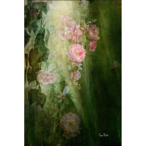 Evening Light on Roses II Black Modern Wood Framed Art Print by Murdock, Ramona