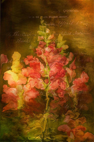 Snapdragon Twilight I Black Ornate Wood Framed Art Print with Double Matting by Murdock, Ramona