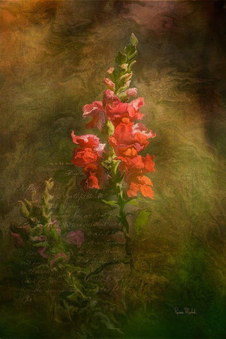 Snapdragon Twilight II White Modern Wood Framed Art Print with Double Matting by Murdock, Ramona