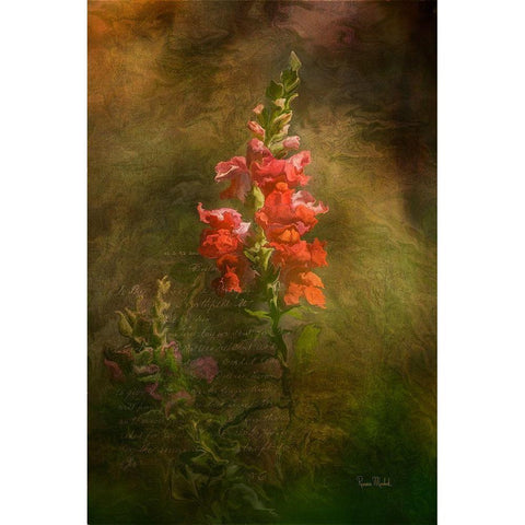 Snapdragon Twilight II Black Modern Wood Framed Art Print with Double Matting by Murdock, Ramona