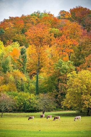 Peaceful Pasture Black Ornate Wood Framed Art Print with Double Matting by Murdock, Ramona