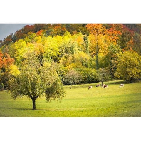 Peaceful Pasture II White Modern Wood Framed Art Print by Murdock, Ramona