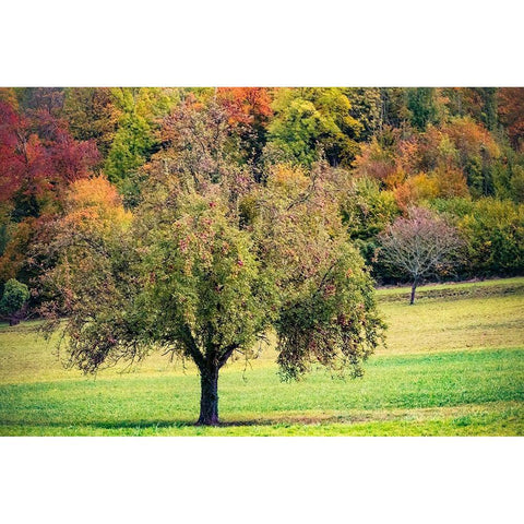 Tree in the Pasture Gold Ornate Wood Framed Art Print with Double Matting by Murdock, Ramona