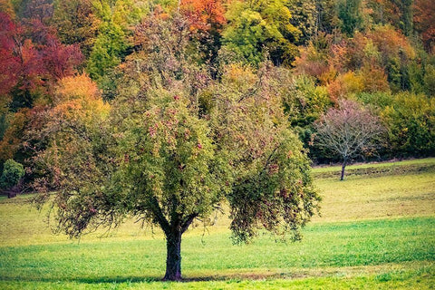 Tree in the Pasture Black Ornate Wood Framed Art Print with Double Matting by Murdock, Ramona