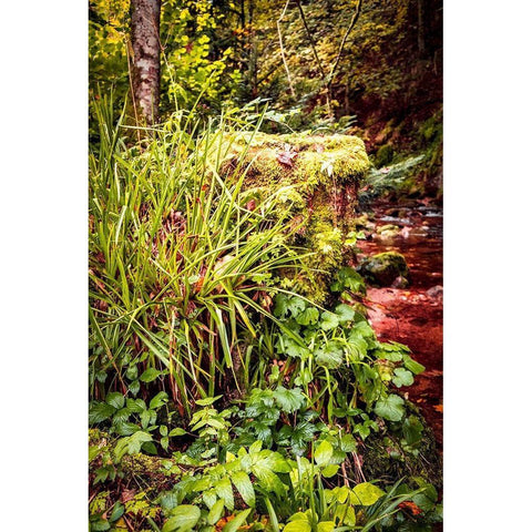 Black Forest River Bank White Modern Wood Framed Art Print by Murdock, Ramona