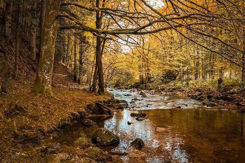 Black Forest River White Modern Wood Framed Art Print with Double Matting by Murdock, Ramona