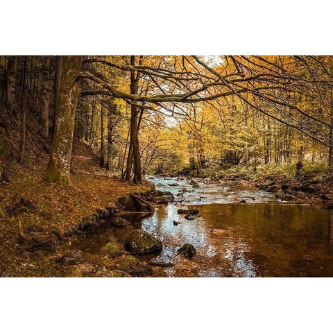 Black Forest River Black Modern Wood Framed Art Print with Double Matting by Murdock, Ramona
