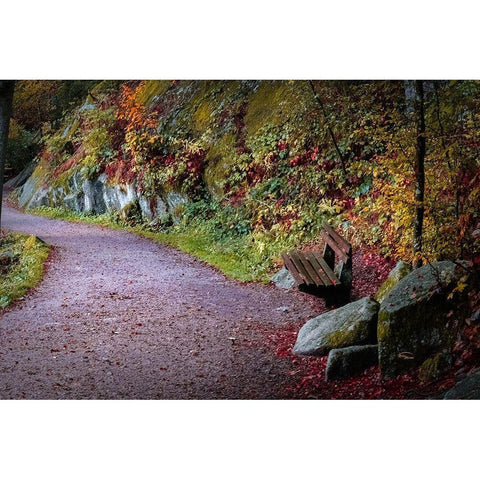 Black Forest Path White Modern Wood Framed Art Print by Murdock, Ramona